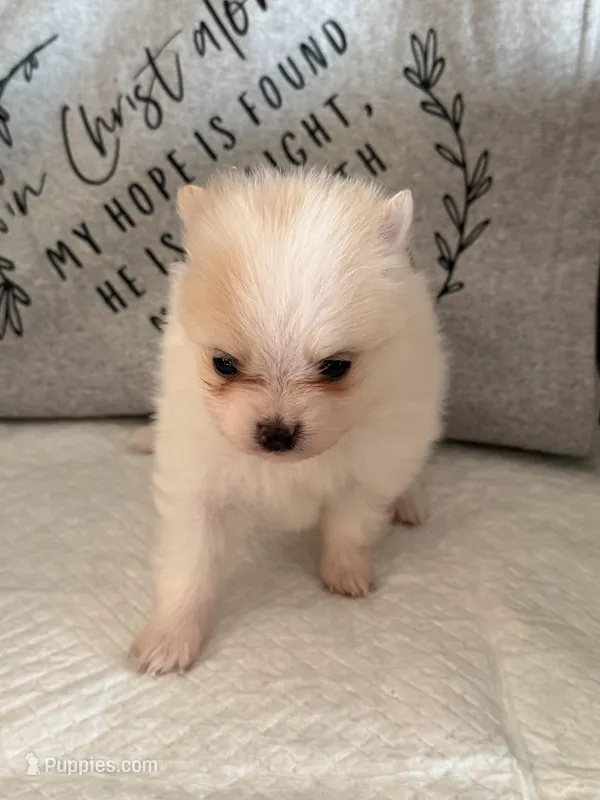 Sassy, a female Pomeranian for sale in Wytheville, VA – Photo 1 of 2