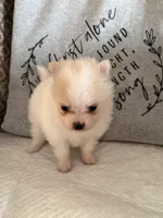 Sassy, a female Pomeranian for sale in Wytheville, VA – Photo 2 of 2