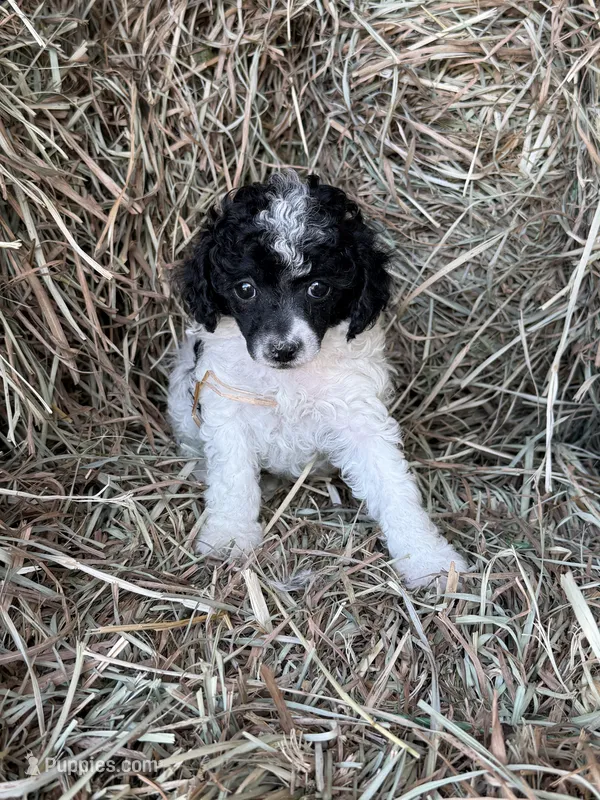 Lakin  – Poodle - Miniature  puppy for sale in Wytheville, VA
