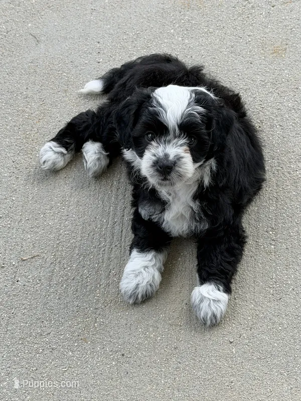 Aria – Miniature Aussiedoodle puppy for sale in Wytheville, VA