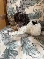 Levi, a male Poodle - Miniature  for sale in Wytheville, VA – 3 of 3