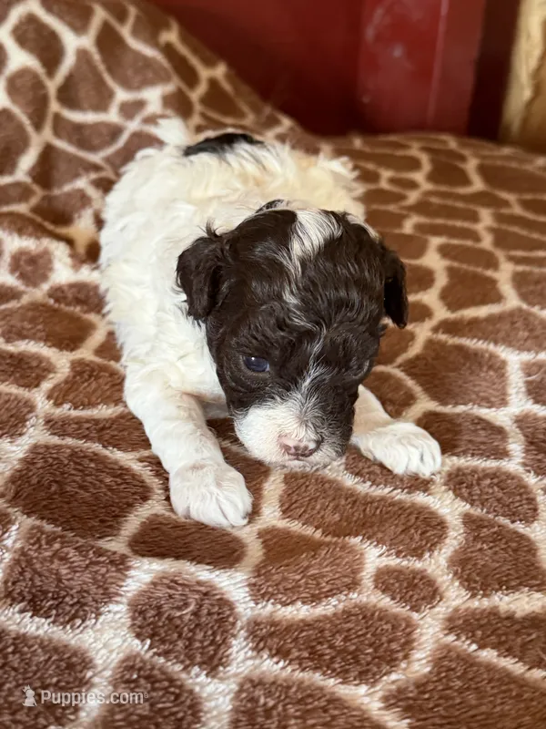 Lonnie – Poodle - Miniature  puppy for sale in Wytheville, VA