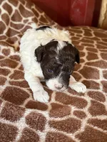 Lonnie on hold , a male Poodle - Miniature  for sale in Wytheville, VA – 2 of 4