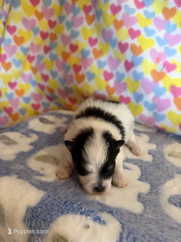 Bentley – Pomeranian puppy for sale in Wytheville, VA