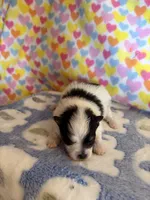 Bentley, a male Pomeranian for sale in Wytheville, VA – 1 of 1