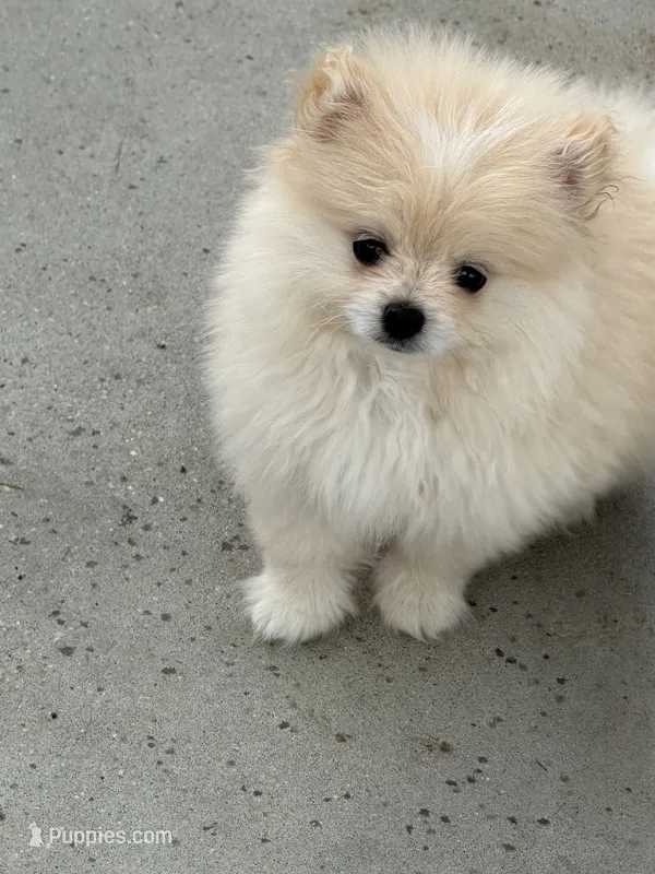 Bailey – Pomeranian puppy for sale in Wytheville, VA