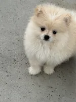 Bailey, a male Pomeranian for sale in Wytheville, VA – 1 of 1