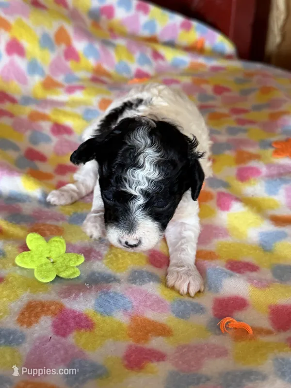 Lakin  – Poodle - Miniature  puppy for sale in Wytheville, VA