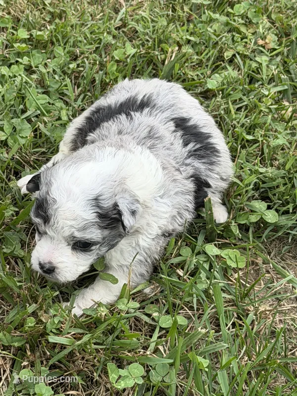 Ava – Miniature Aussiedoodle puppy for sale in Wytheville, VA
