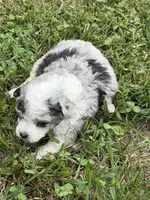 Ava, a female Miniature Aussiedoodle for sale in Wytheville, VA – 1 of 1