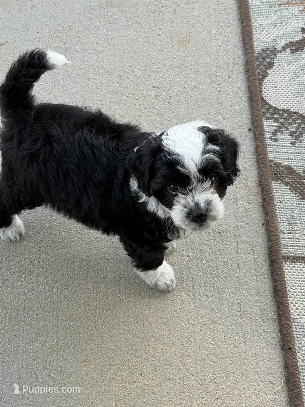 Aria – Miniature Aussiedoodle puppy for sale in Wytheville, VA