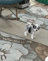 Ava, a female Miniature Aussiedoodle for sale in Wytheville, VA – 2 of 2