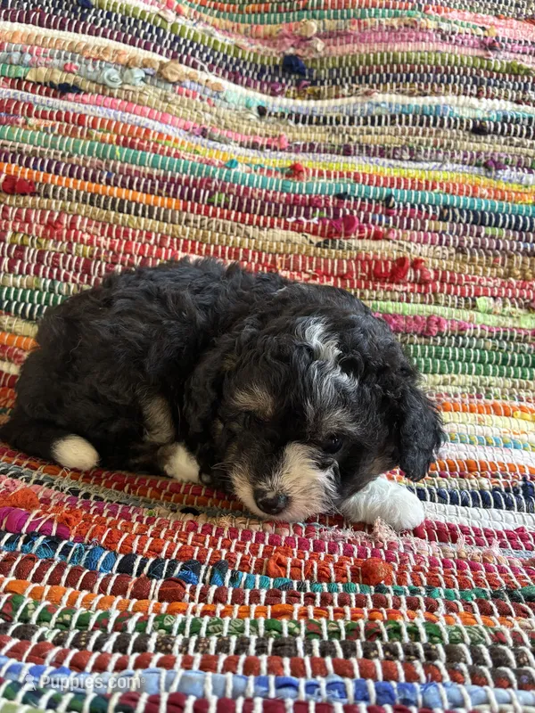 Chloe – Miniature Aussiedoodle puppy for sale in Wytheville, VA