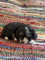 Chloe, a female Miniature Aussiedoodle for sale in Wytheville, VA – 1 of 3