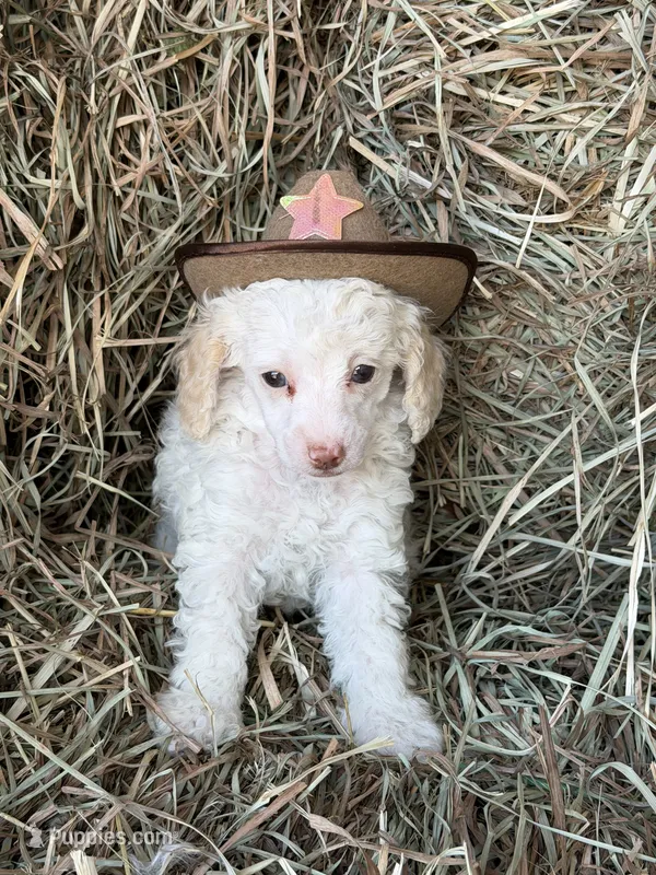 Lester – Poodle - Miniature  puppy for sale in Wytheville, VA