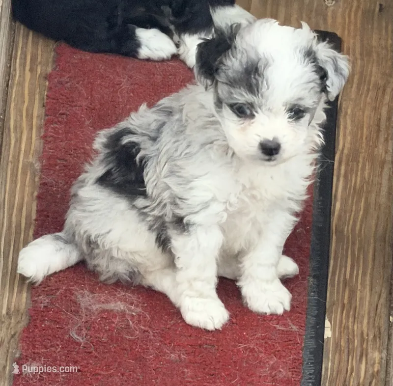 Ava – Miniature Aussiedoodle puppy for sale in Wytheville, VA