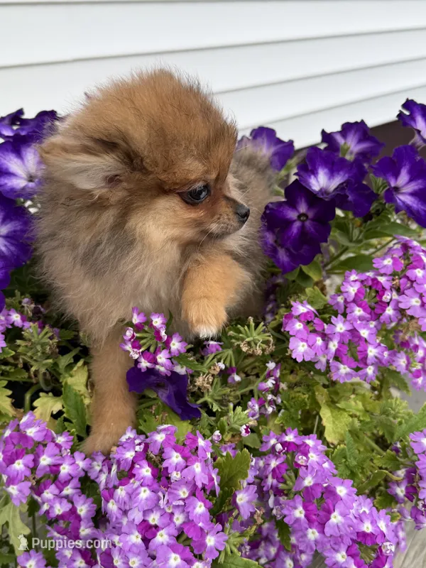 Stori, a female Pomeranian for sale in Wytheville, VA – 1 of 4