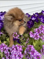 Stori, a female Pomeranian for sale in Wytheville, VA – 1 of 4