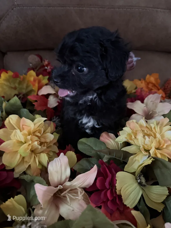 Archie TOY – Miniature Aussiedoodle puppy for sale in Wytheville, VA