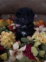 Archie TOY, a male Miniature Aussiedoodle for sale in Wytheville, VA – 1 of 3