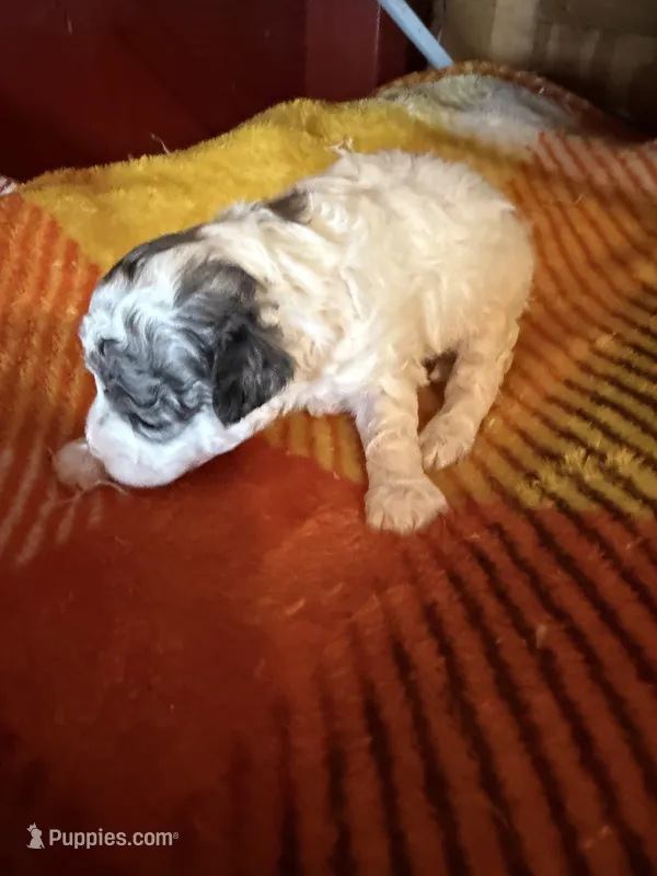Louie – Poodle - Miniature  puppy for sale in Wytheville, VA