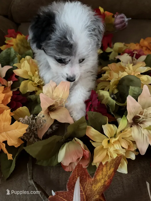Ava – Miniature Aussiedoodle puppy for sale in Wytheville, VA
