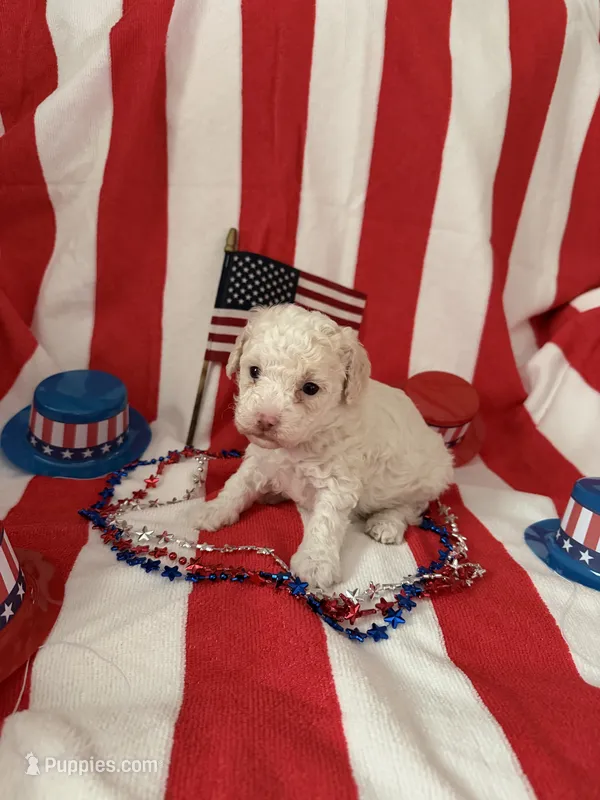 Lester – Poodle - Miniature  puppy for sale in Wytheville, VA