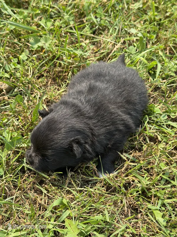 Buford – Pomeranian puppy for sale in Wytheville, VA