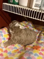 Heidi HOLD, a female Miniature Aussiedoodle for sale in Wytheville, VA – 2 of 4