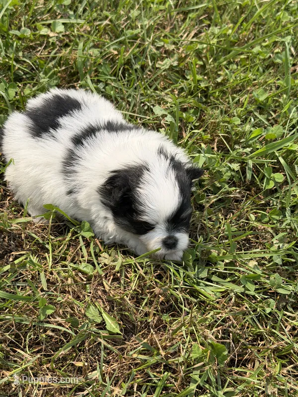 Bentley – Pomeranian puppy for sale in Wytheville, VA