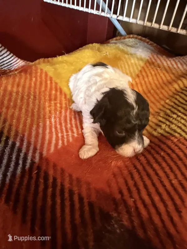 Lonnie, a male Poodle - Miniature  for sale in Wytheville, VA – 1 of 1