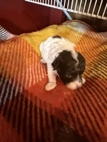 Lonnie, a male Poodle - Miniature  for sale in Wytheville, VA – 1 of 1