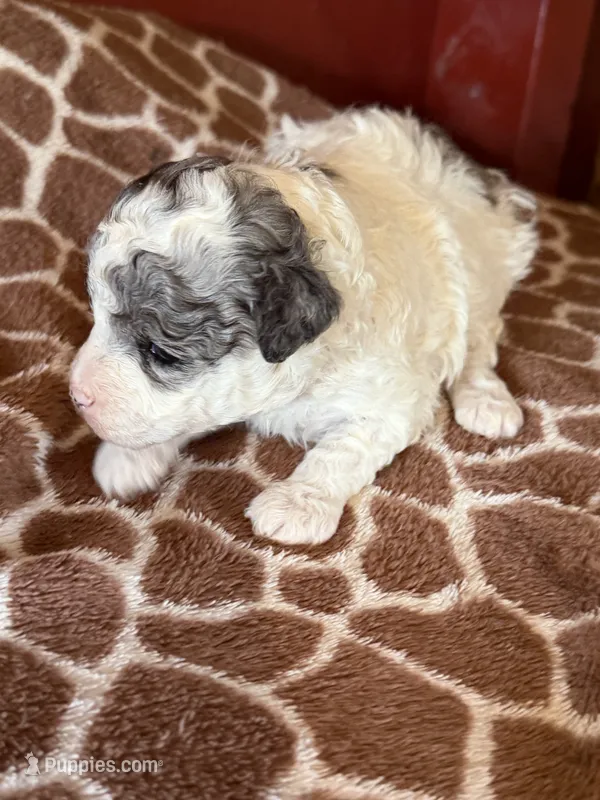 Louie – Poodle - Miniature  puppy for sale in Wytheville, VA