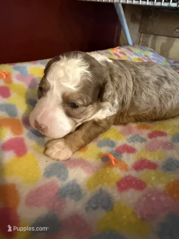 Heidi – Miniature Aussiedoodle puppy for sale in Wytheville, VA