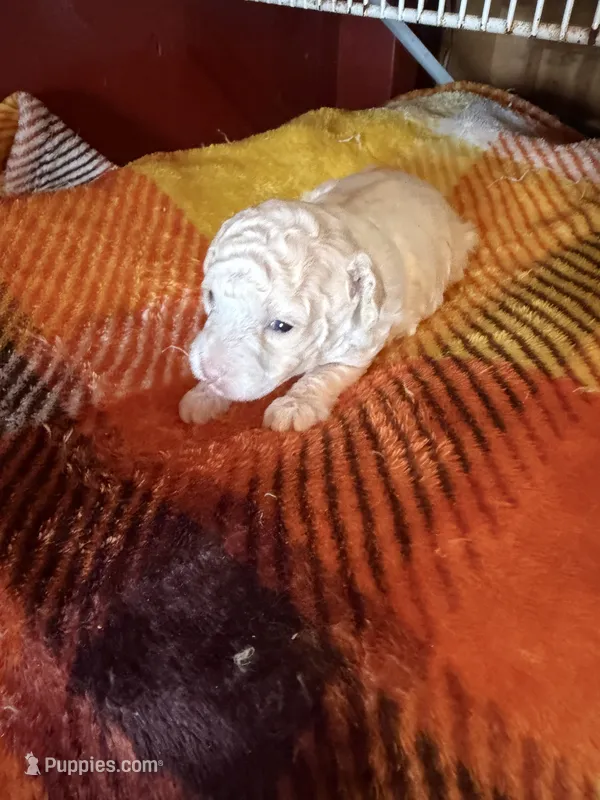 Lester – Poodle - Miniature  puppy for sale in Wytheville, VA