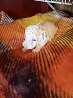 Lester, a male Poodle - Miniature  for sale in Wytheville, VA – 1 of 2