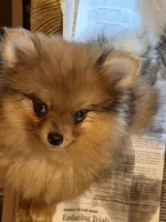 Stori, a female Pomeranian for sale in Wytheville, VA – 2 of 4