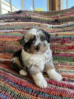 Cletis , a male Miniature Aussiedoodle for sale in Wytheville, VA – 2 of 2