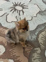 Stori, a female Pomeranian for sale in Wytheville, VA – 3 of 4