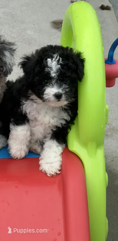 Hilda  – Miniature Aussiedoodle puppy for sale in Wytheville, VA