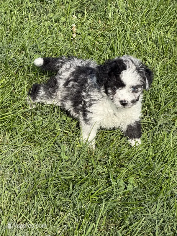 Anna – Miniature Aussiedoodle puppy for sale in Wytheville, VA