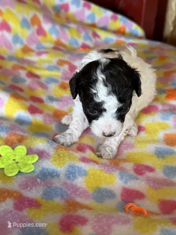 Lacey – Poodle - Miniature  puppy for sale in Wytheville, VA