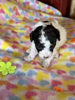 Lacey on hold, a female Poodle - Miniature  for sale in Wytheville, VA – 2 of 4