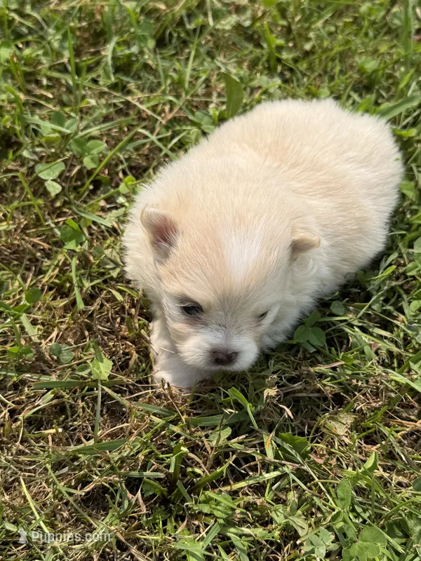 Baxter – Pomeranian puppy for sale in Wytheville, VA