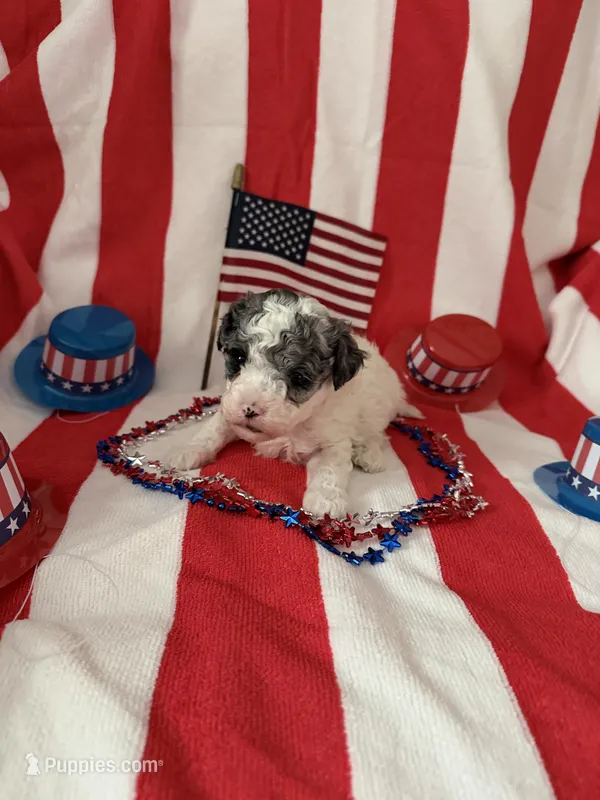 Louie – Poodle - Miniature  puppy for sale in Wytheville, VA