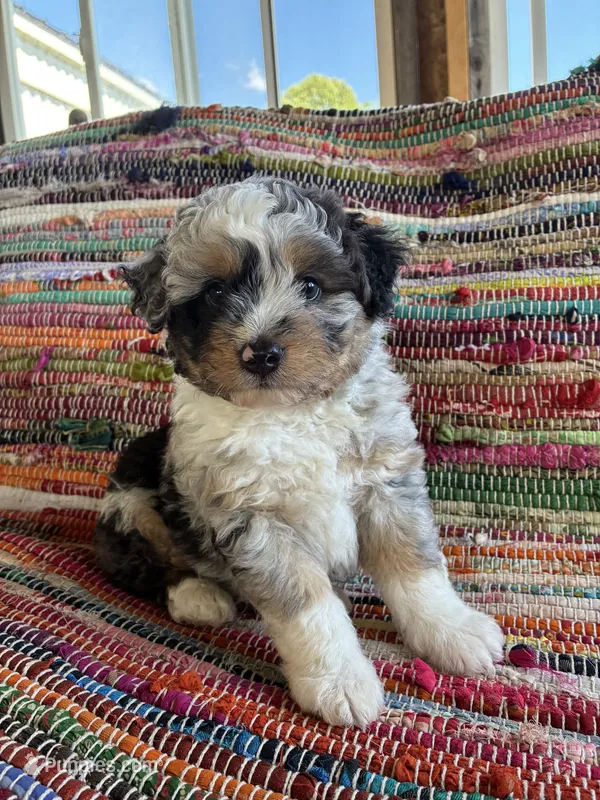 Cletis  – Miniature Aussiedoodle puppy for sale in Wytheville, VA