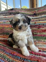 Cletis , a male Miniature Aussiedoodle for sale in Wytheville, VA – 1 of 2