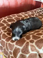 Henry, a male Miniature Aussiedoodle for sale in Wytheville, VA – 3 of 3