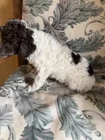 Levi, a male Poodle - Miniature  for sale in Wytheville, VA – 2 of 3