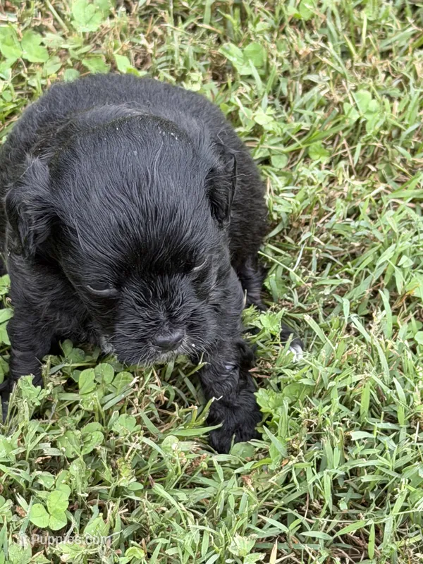 Archie – Miniature Aussiedoodle puppy for sale in Wytheville, VA